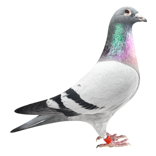 超级757（魁芙兰冠军）全兄弟