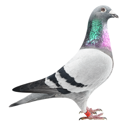 奥林匹克F组幼鸽鸽王6位半兄弟