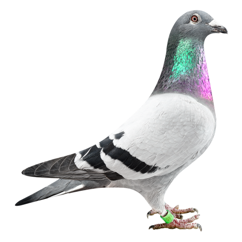 'Natalia Breeder 792'