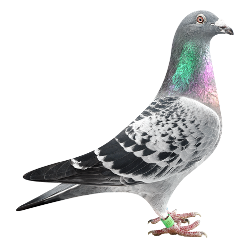 Brother Prov Asje 433