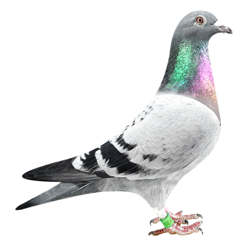 Daughter Topbreeder 325