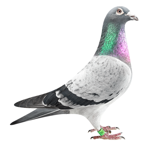 萨甘III（萨甘全兄弟）直孙