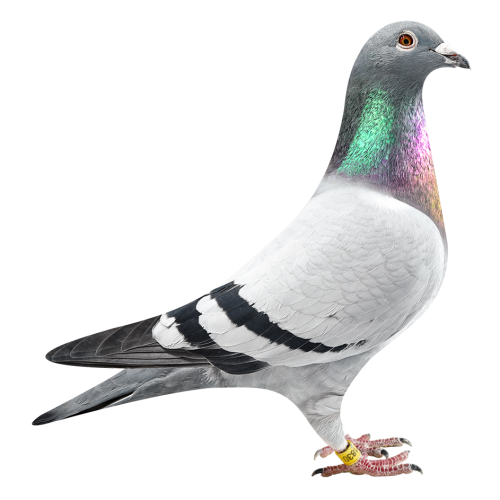 灰765（冠军）直女