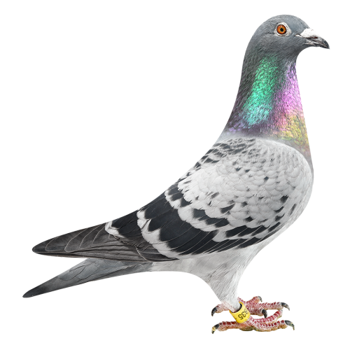 新约瑟芬-奥林匹克B组鸽王季军半姐妹