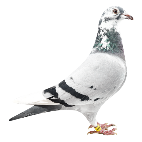 奥林匹克959 X奥林匹克千禧外孙女