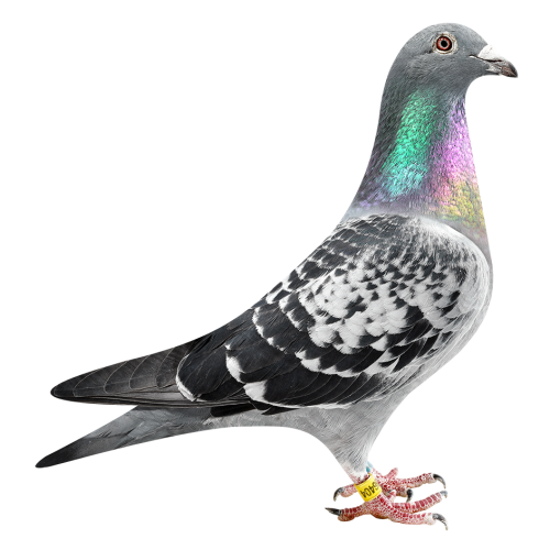 N.brt Prov. Kannibaal Hen