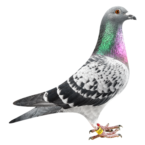 Granddtr Goede Kweker