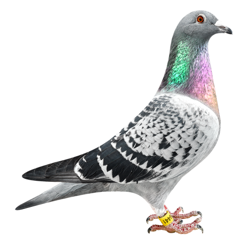 Daughter Topbreeder 325