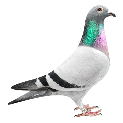 Natalia Olympic Niels