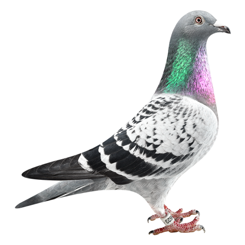 Str. Prov. Kannibaal Hen