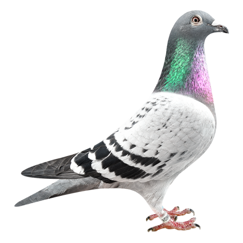 Str Prov. Kannibaal Ace