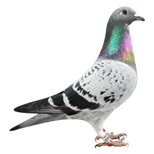 Kannibaal Ace Topbreed