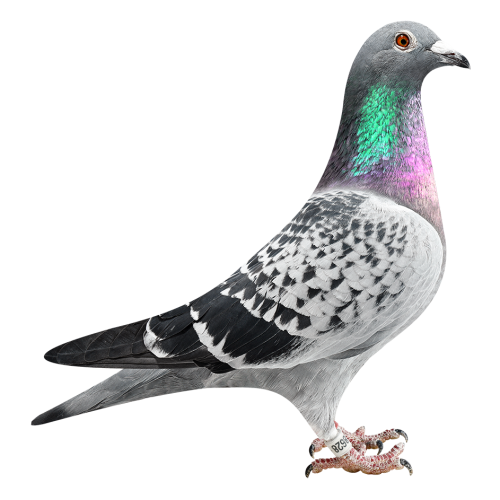 Kannibaal Ace Topbreeder