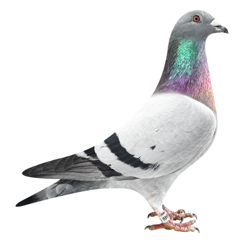 Natalia Kannibaal 49