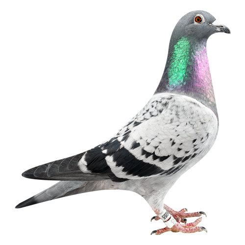 Topbreeder Kannibaal Ace