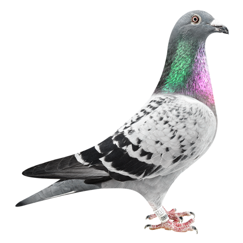 Brt. Prov. Kannibaal Ace