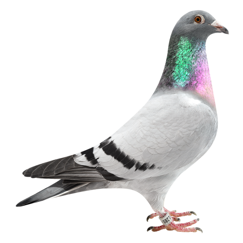 Skyfighter Pokerface