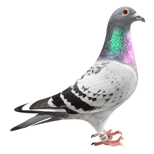 Pokerface Skyfighter