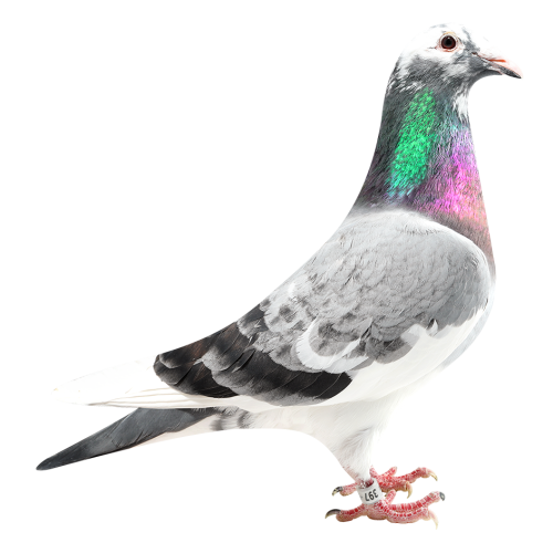 Double Prince Porsche