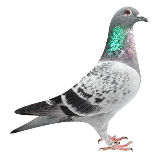 Grizzle BK Best Kittel