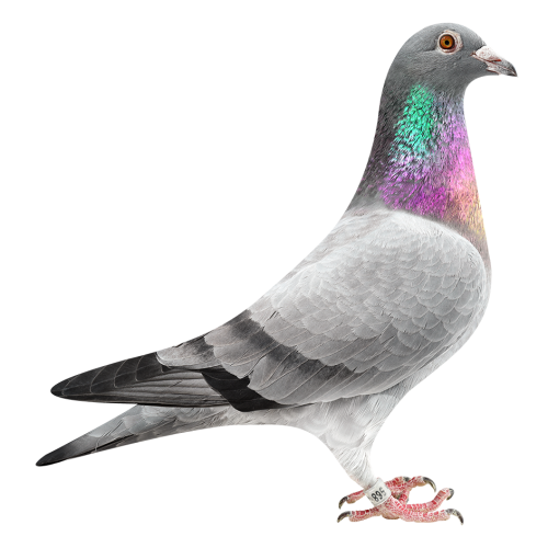 Super Inbred Pokerface