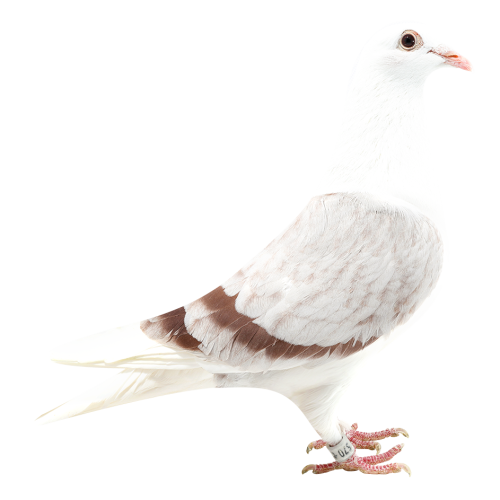 Super Kittel & BK II