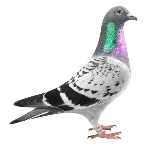 Best Kittel Maverick