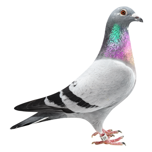 Porsche 911 & Panamera