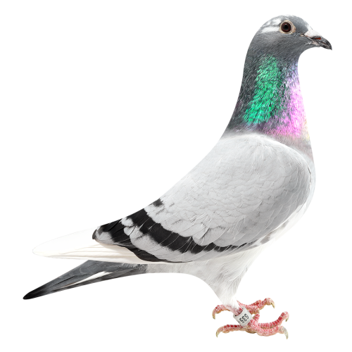 Porsche 911 Pokerface