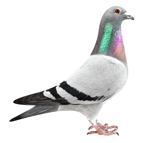 新欧元直子X杨回血直孙女