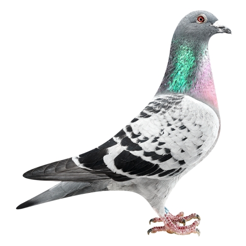 Romeo & Juliet - 2 x Rossi