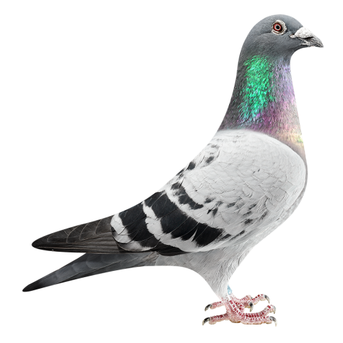 Romeo & Juliet - 2 x Rossi