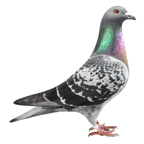 浅斑灰直子X杨回血直孙女