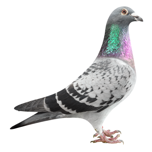 Brenda - Granddtr Rossi