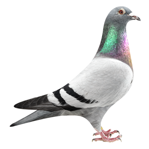 罗西直子X奥林匹克瑞可直女