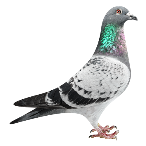 杨回血直孙X奥林匹克03直孙女