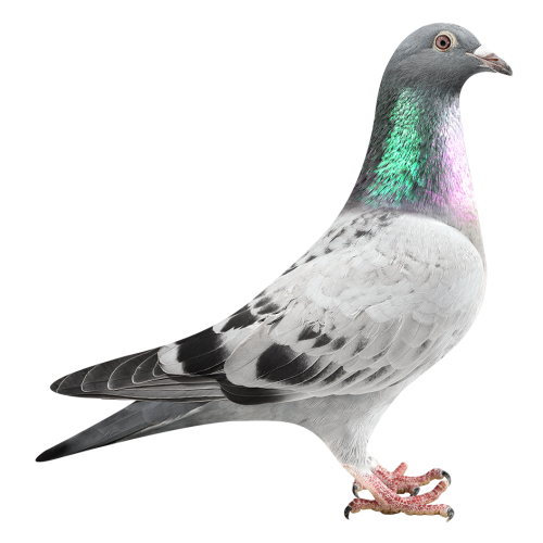 Will - Grandson Rossi