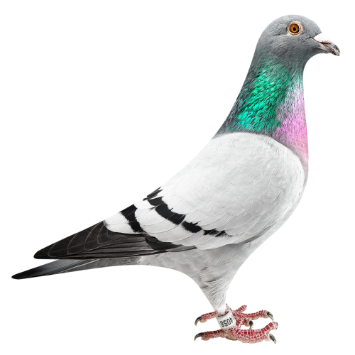 Murphy's Jupiter Boy