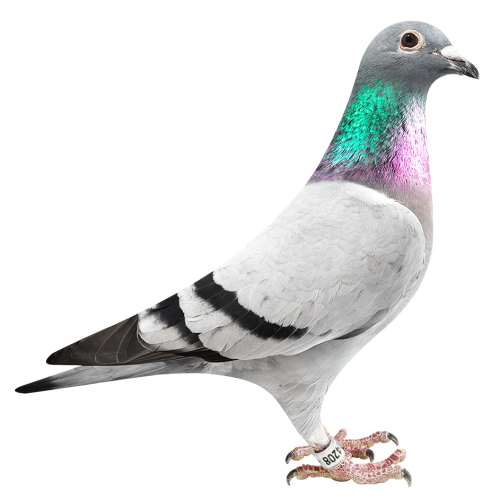 “大奔X黄金墨菲”直女-珍妮定律全姐妹