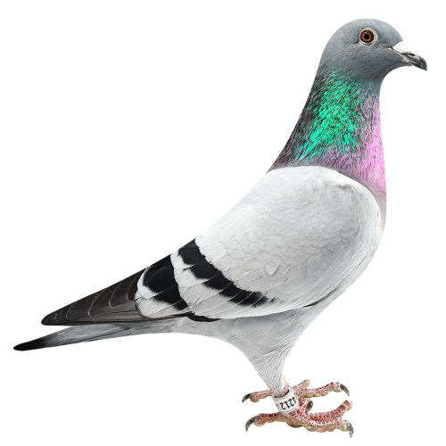 Big Ben Murphy's Law