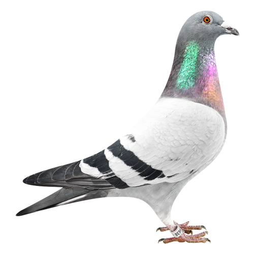 克里奥里波鸽王同窝兄弟-多次入赏