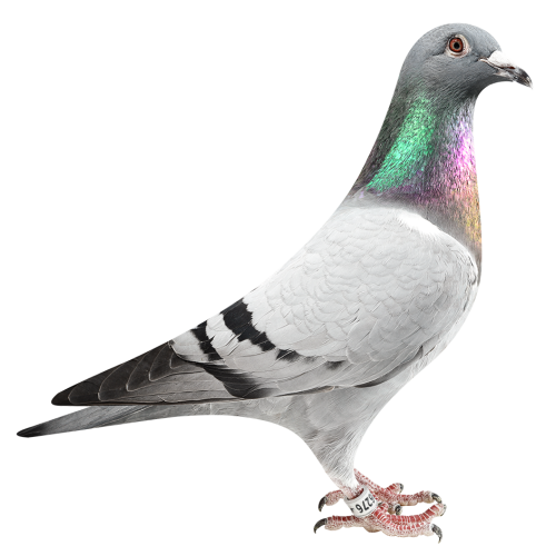 Geeloger Murphy's Law