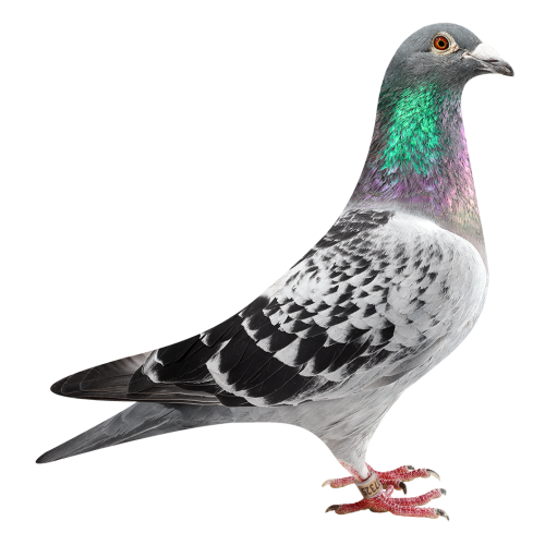 H. brt Olympic Krijn