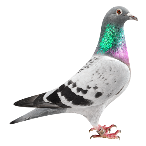 H. str Olympic Krijn