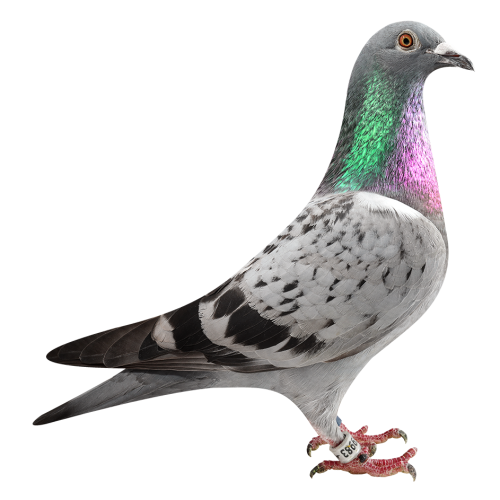 卡梅隆克里奥里波-本身多次入赏