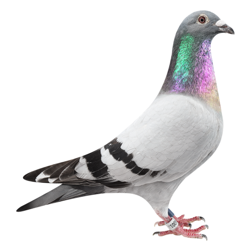 超级克里奥里波百战天王-多次入赏