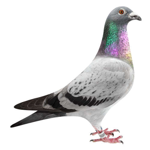 新所向无敌直子