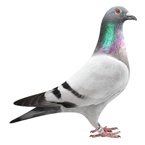 基特尔迪.卡普里奥-获魁芙兰高位