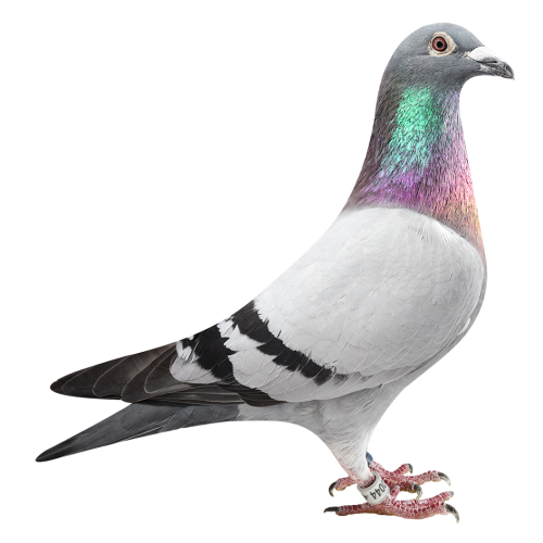 内罗&克里奥里波