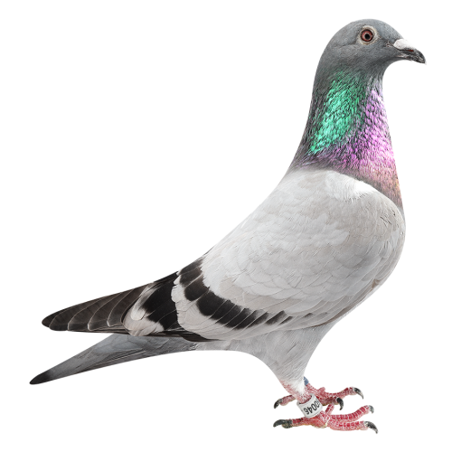 百战天王新扬-获563公里季军/394公里4位等